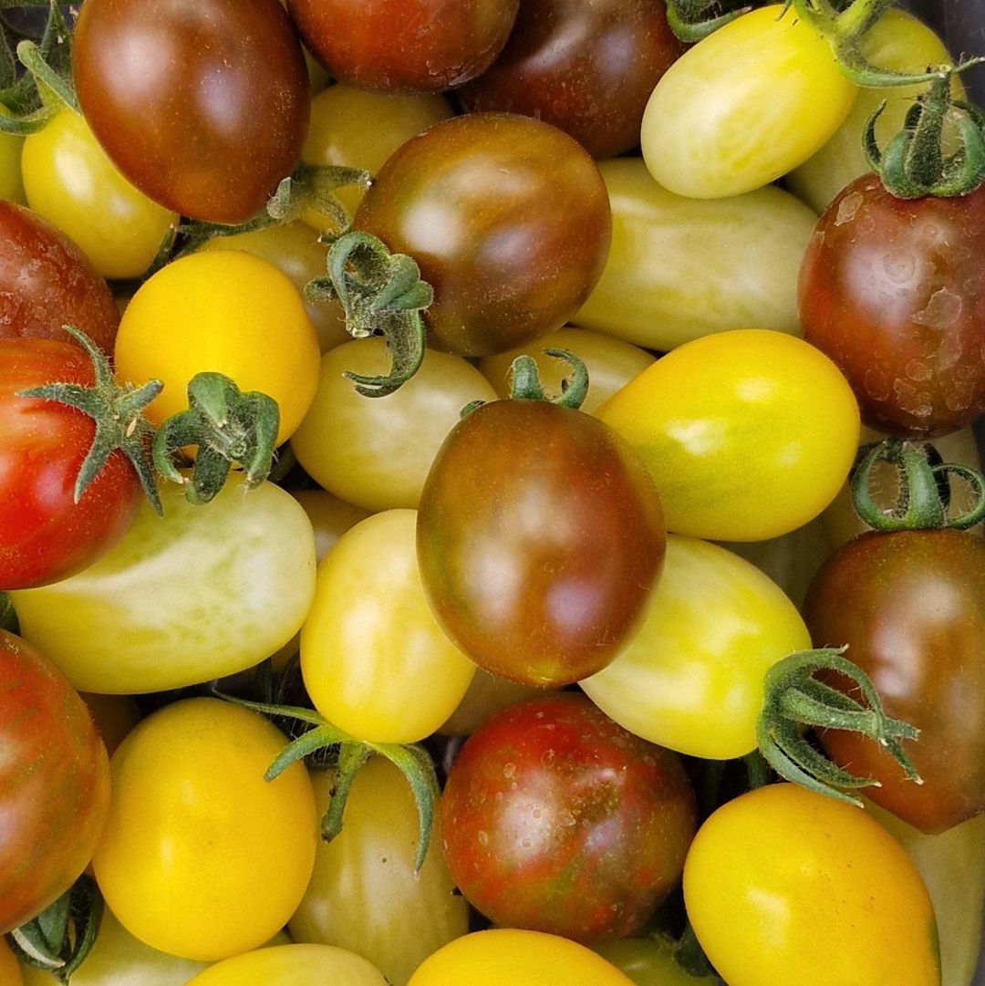 Cherry tomato mix