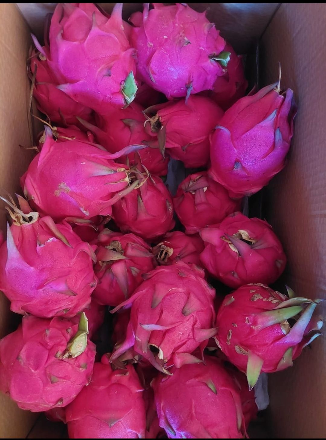 Dragon fruit 1 kg
