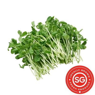 SG Locally Grown - Fresh Premium Pea Sprouts (Dou Miao) 豆苗