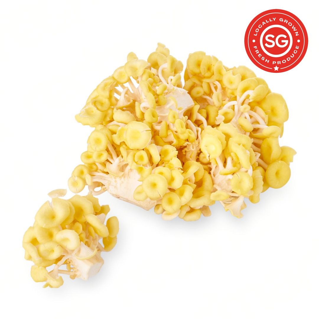 SG Fresh Golden Oyster Mushroom 金蚝菇