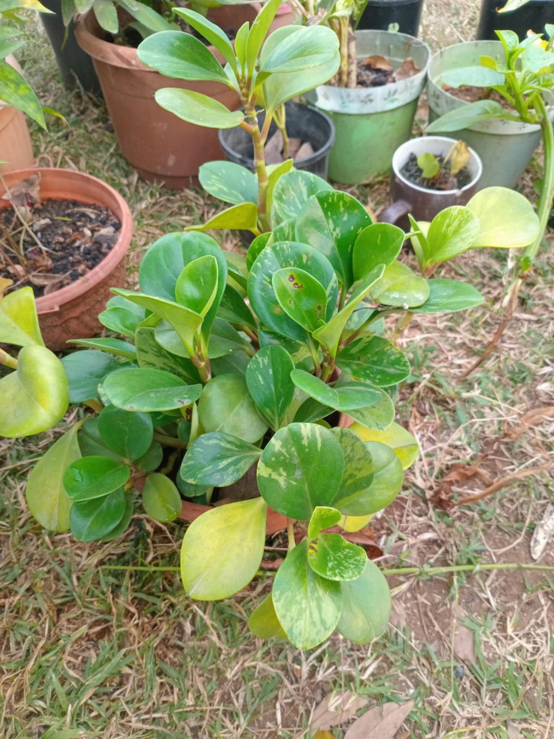 Variegated Peperomia Plant – Lush & Low Maintenance