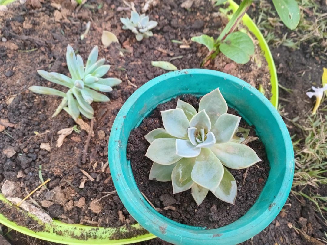 Liklik Succulent in Pot 🌱