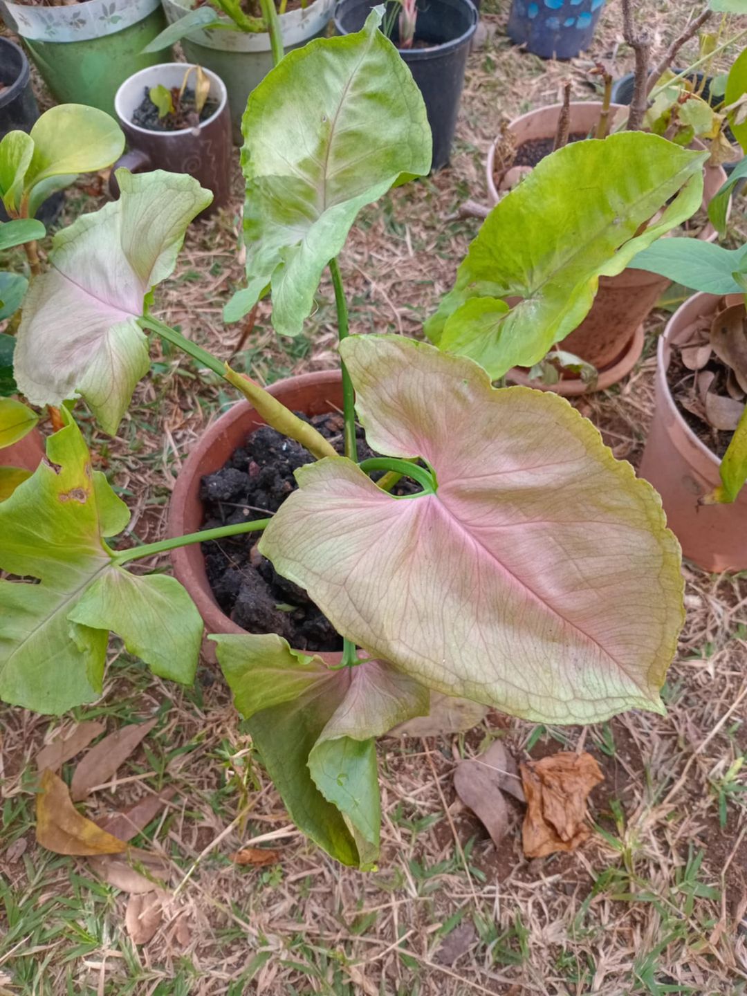 Pink Vein Caladium (Elephant Ear) 🌿💗