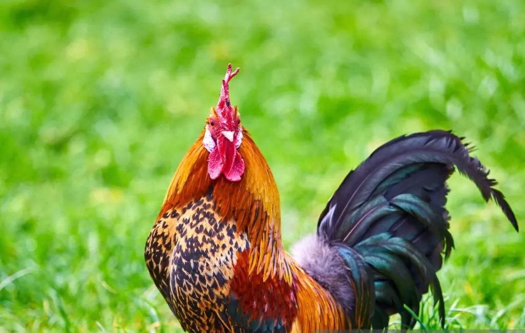 Poules hybrides