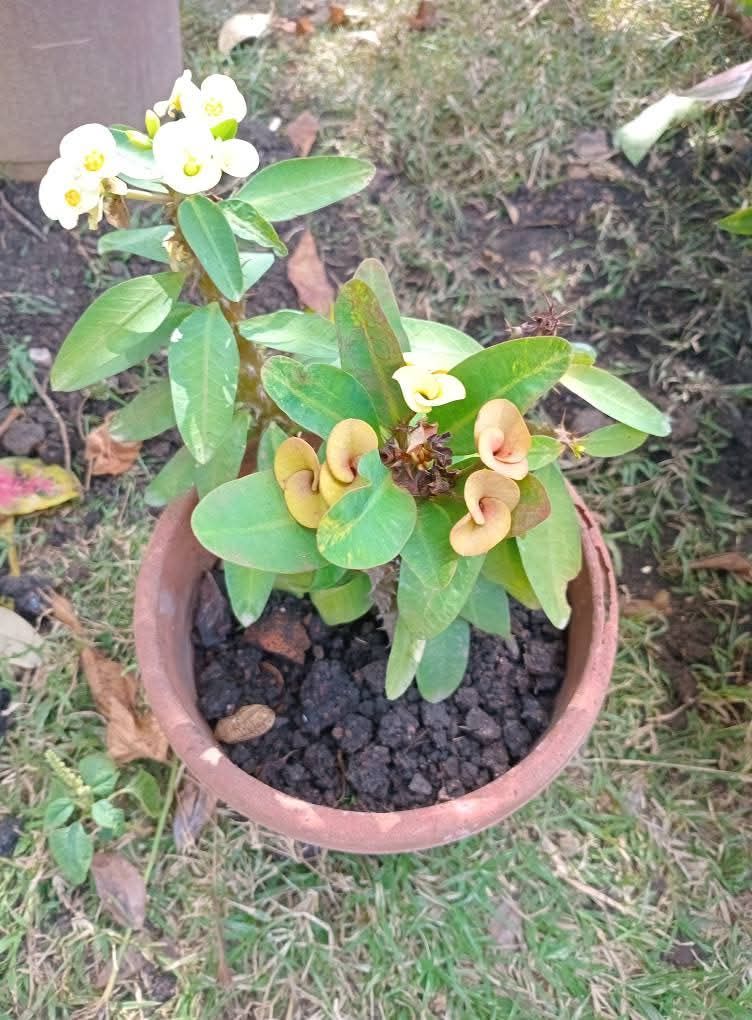 🌿 Potted Crown of Thorns Plant 🌿