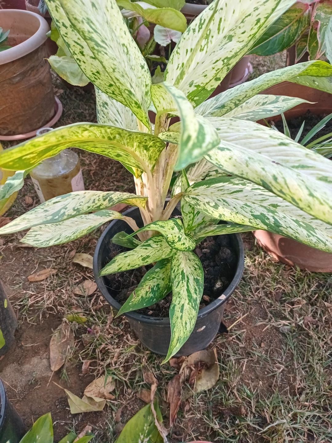🌱 Elegant Aglaonema 🌱