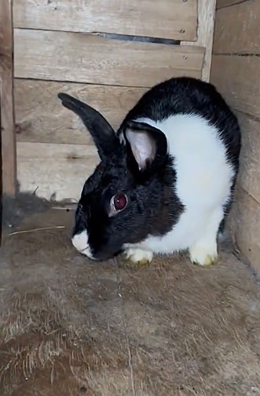 Lapins