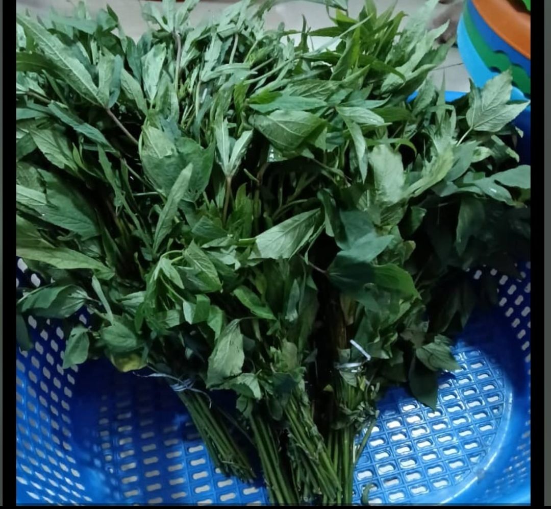 Gongura bunch