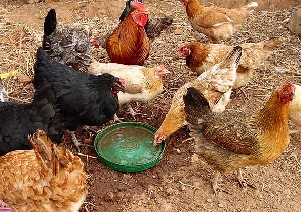Poules indigènes