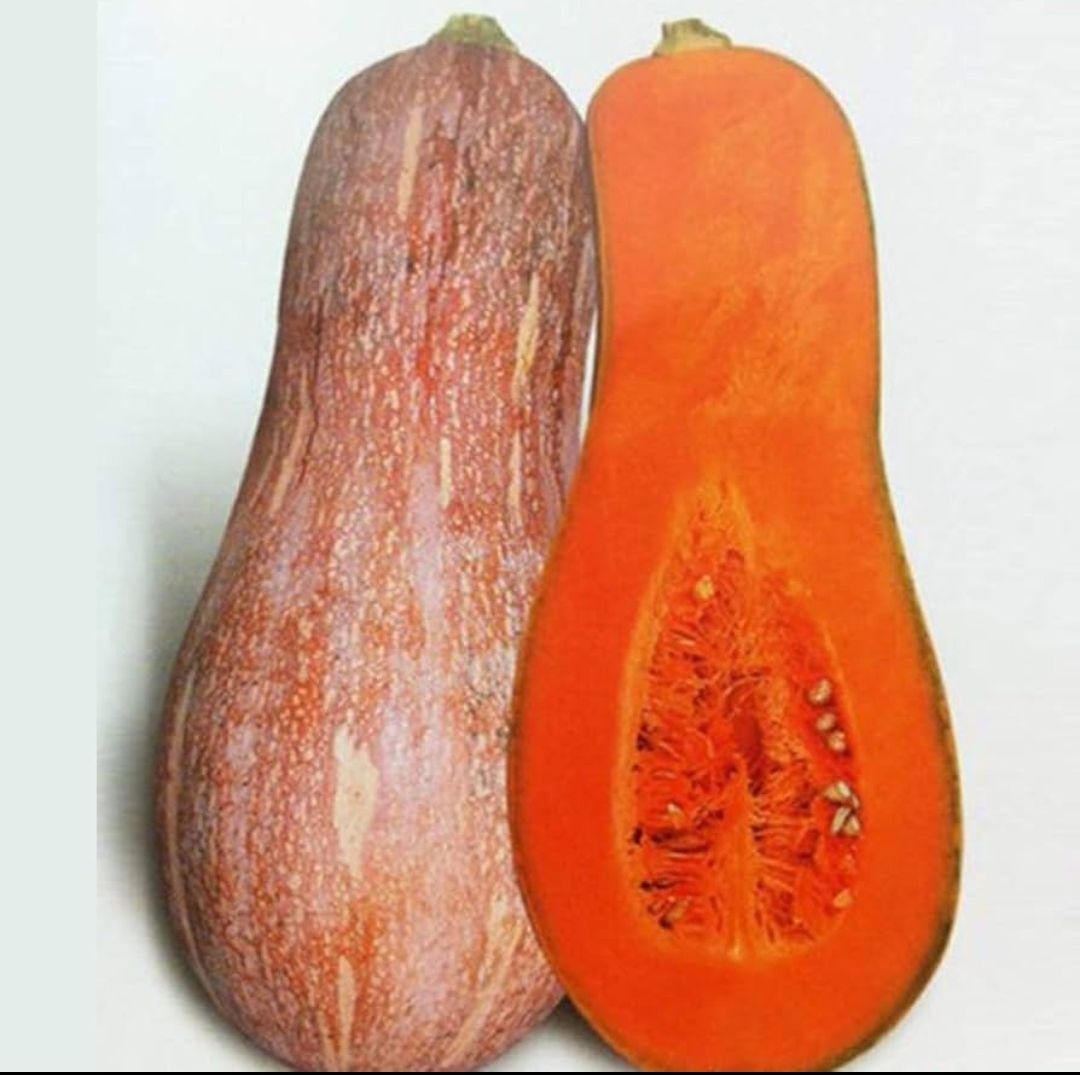 Pumpkin 1 pc