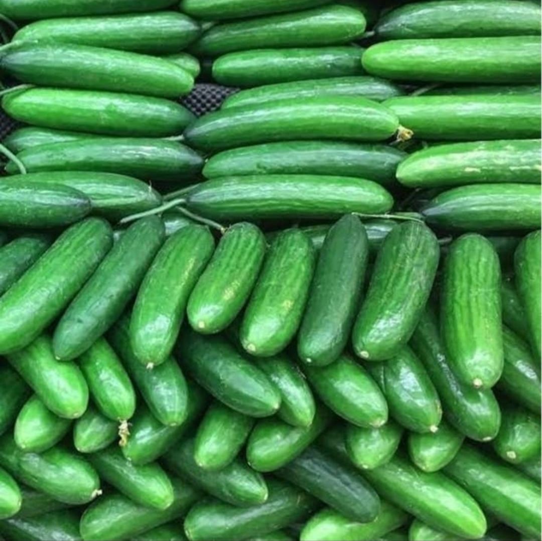 Lebanese cucumber 1 kg 
