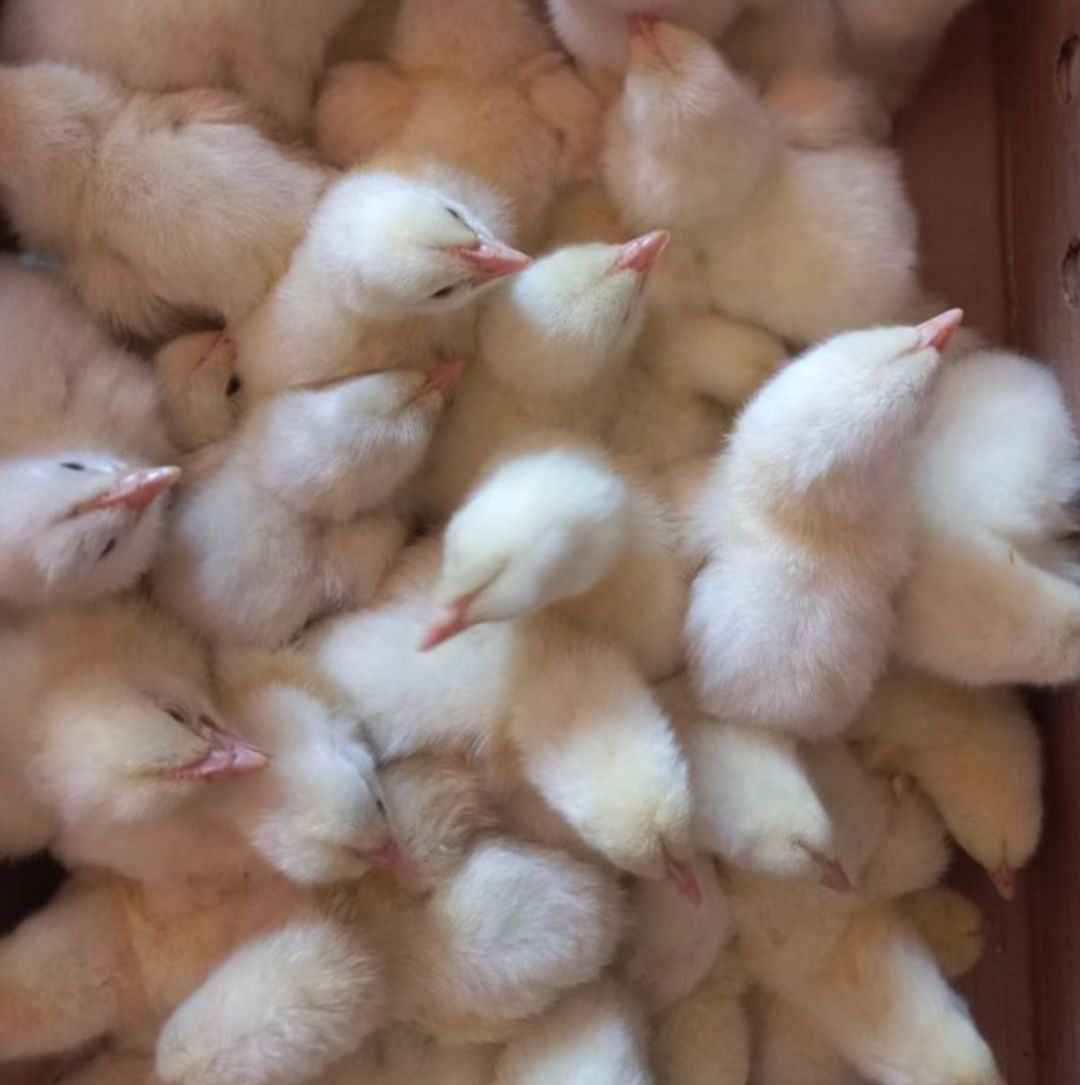 Poussins