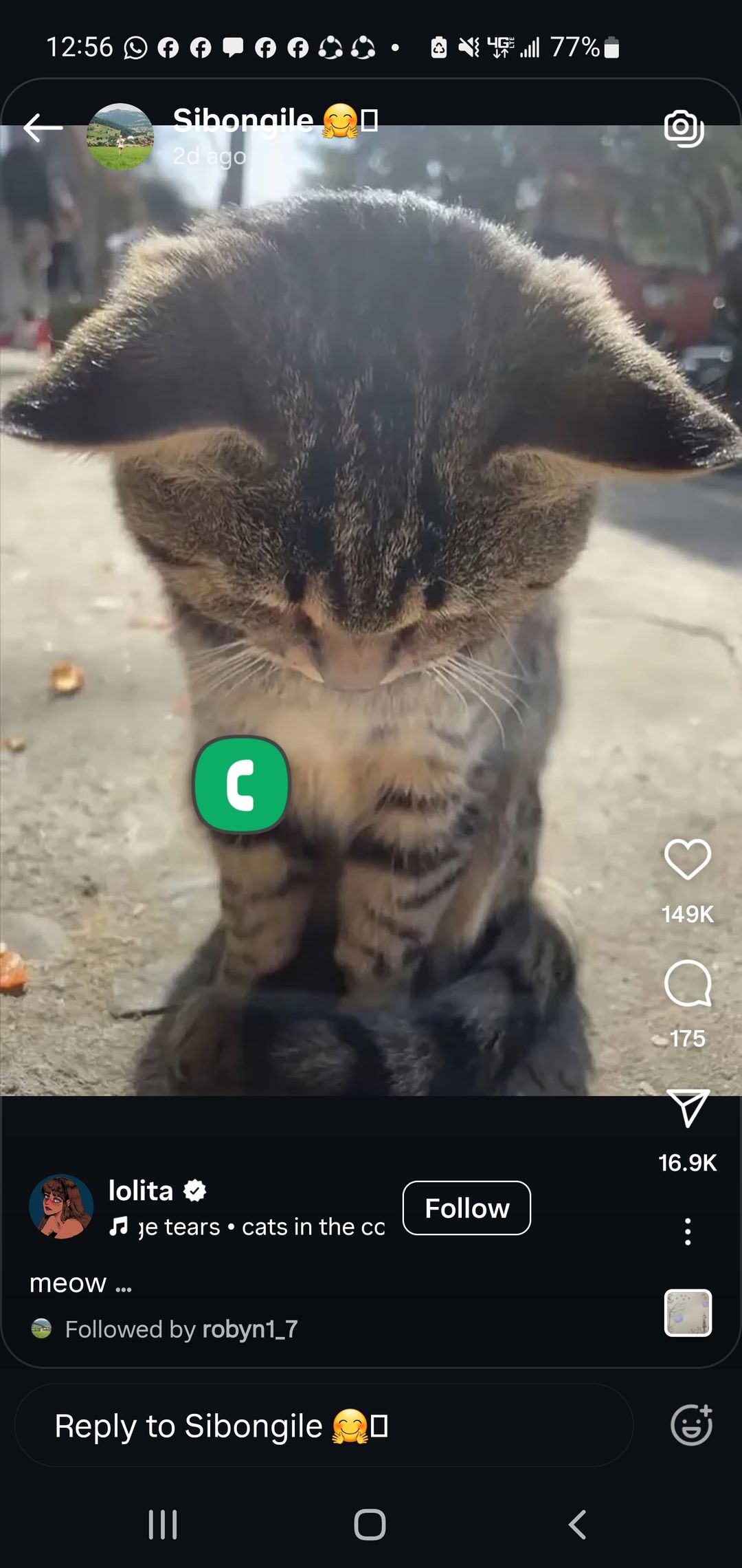Cat