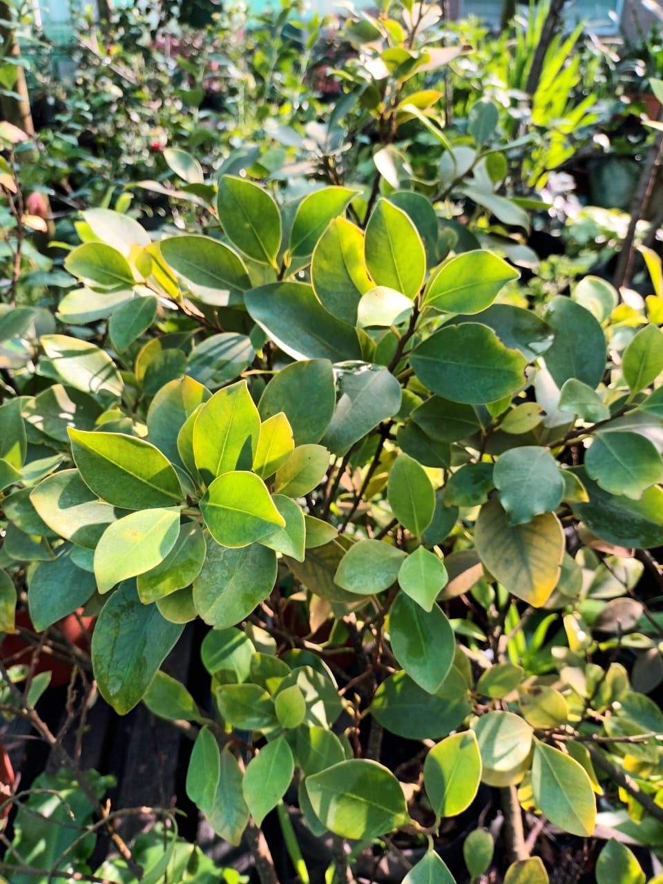 Ficus Nitida