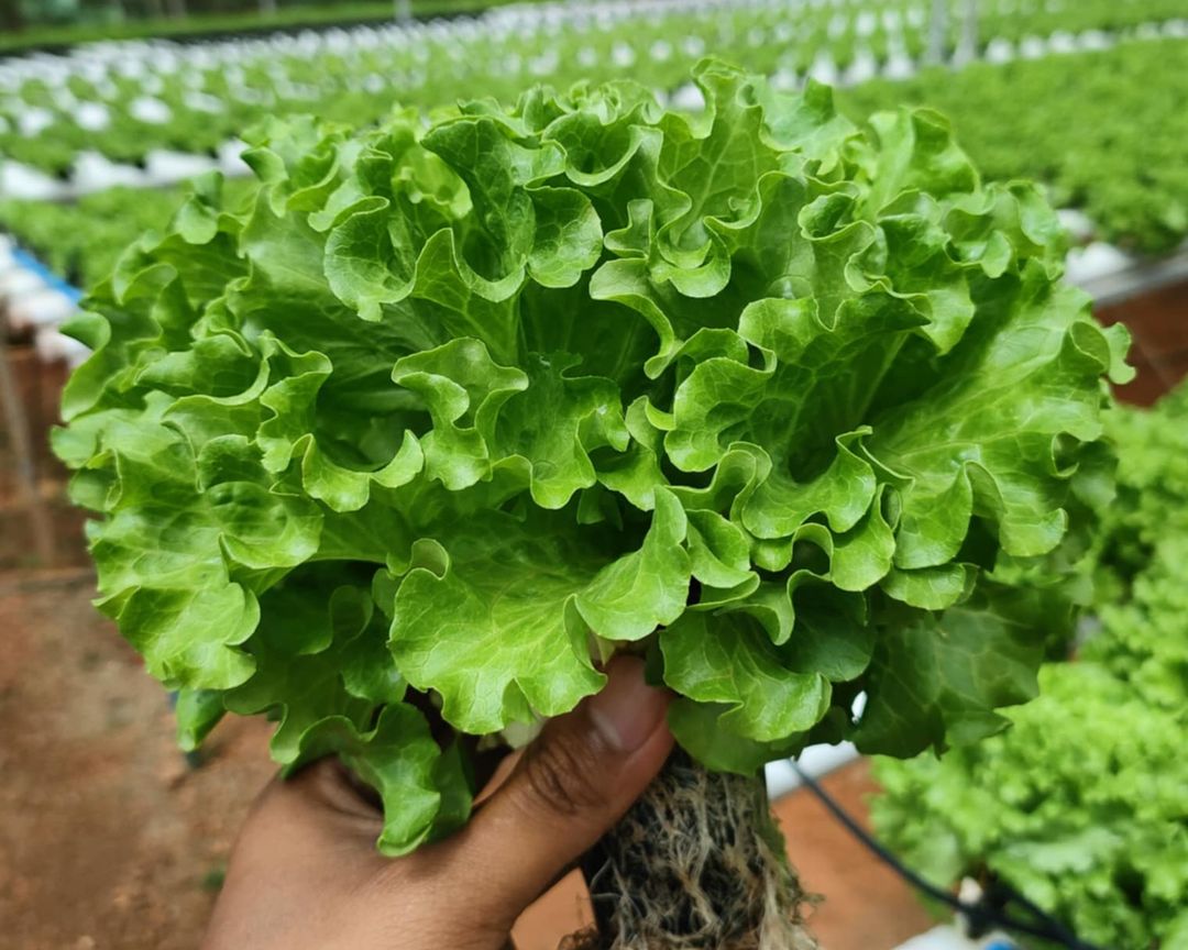 Lettuce
