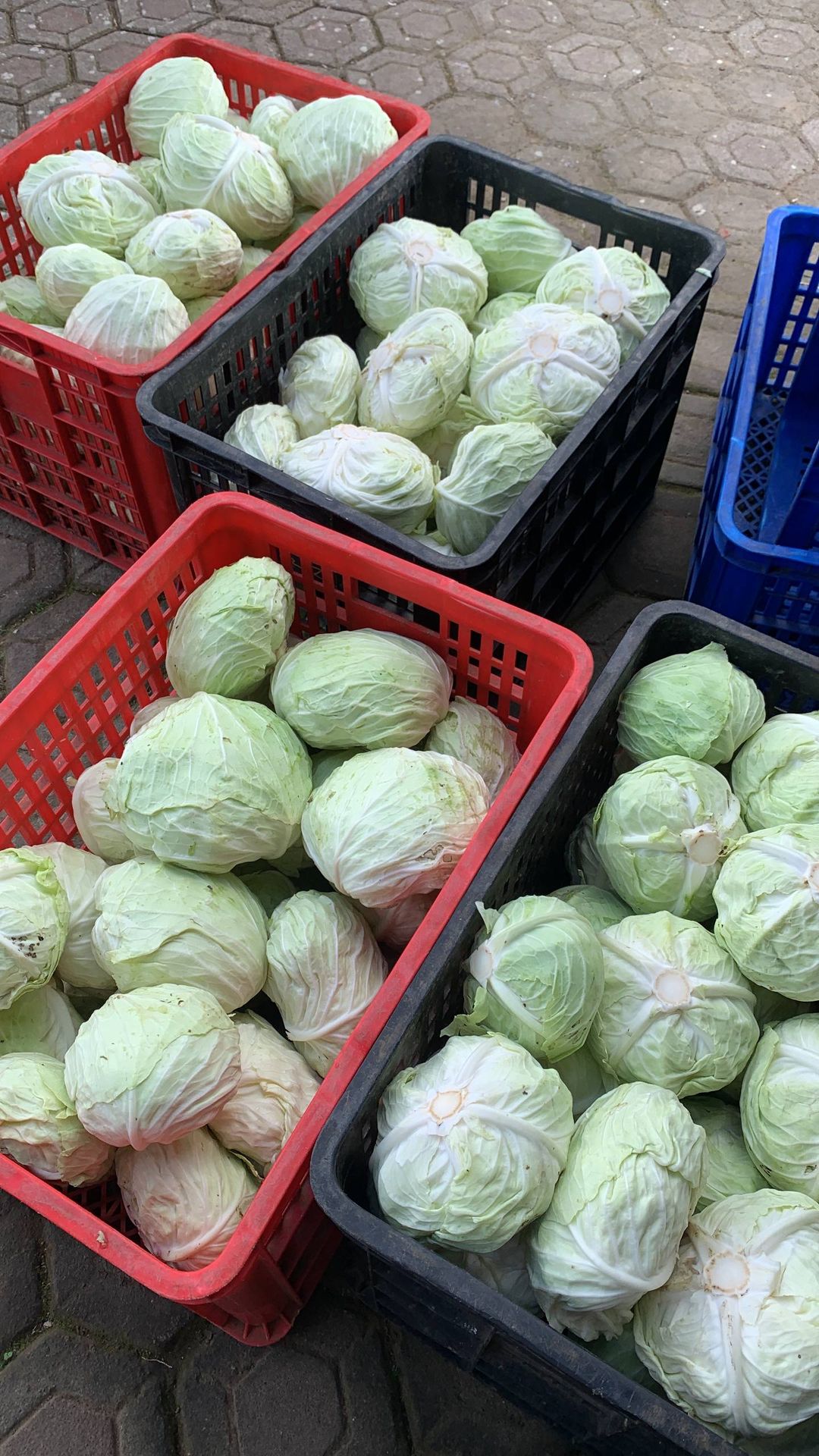 Sawi Putih (1kg)