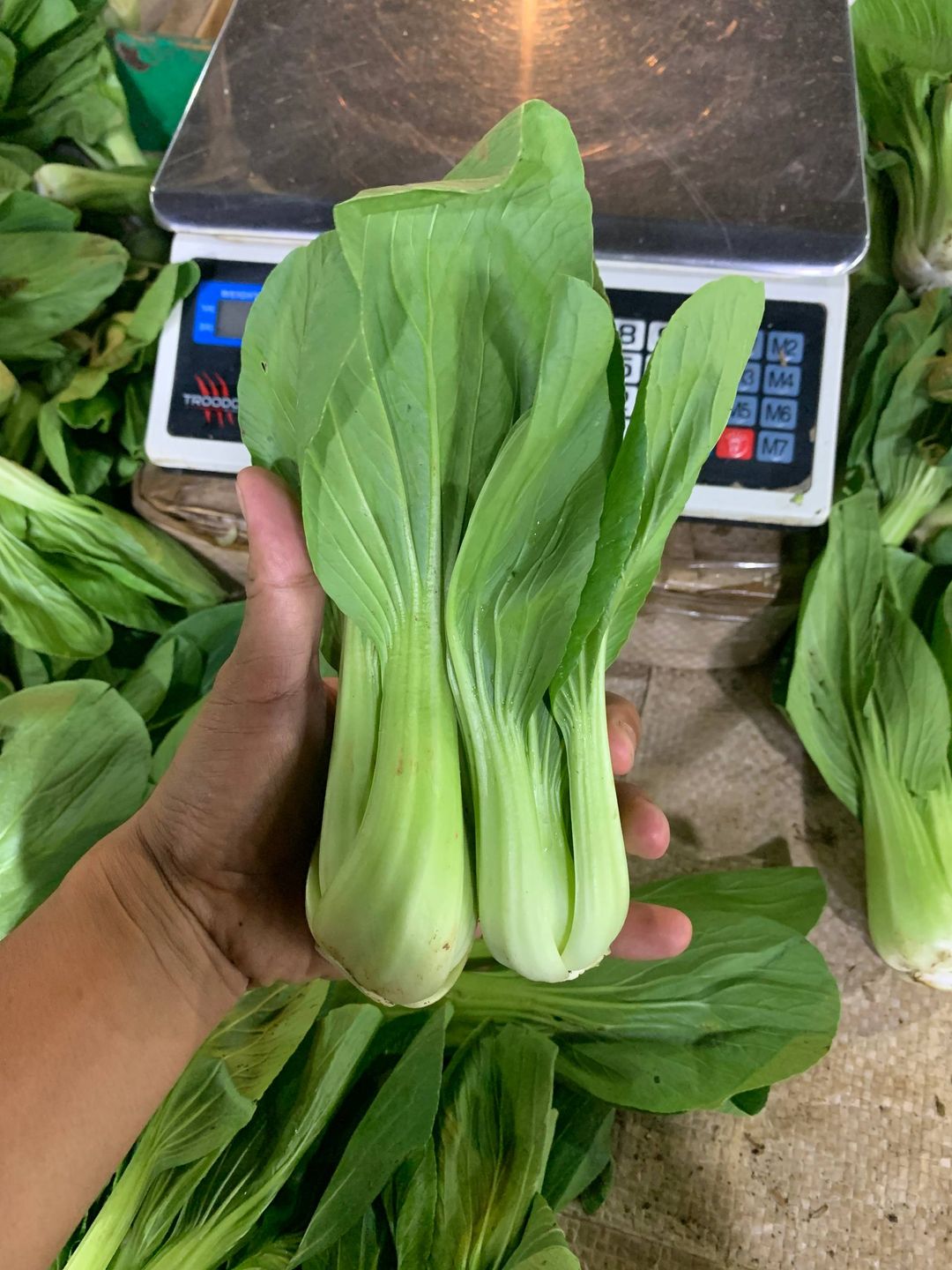 Baby Pakcoy (1kg)