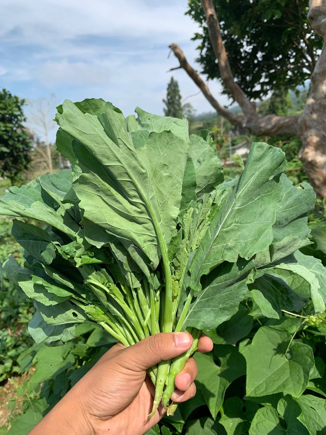 Kailan (1kg)