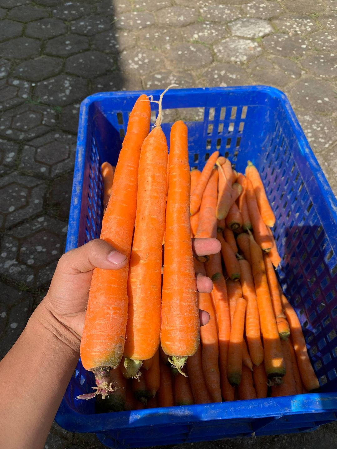 Wortel (1kg)