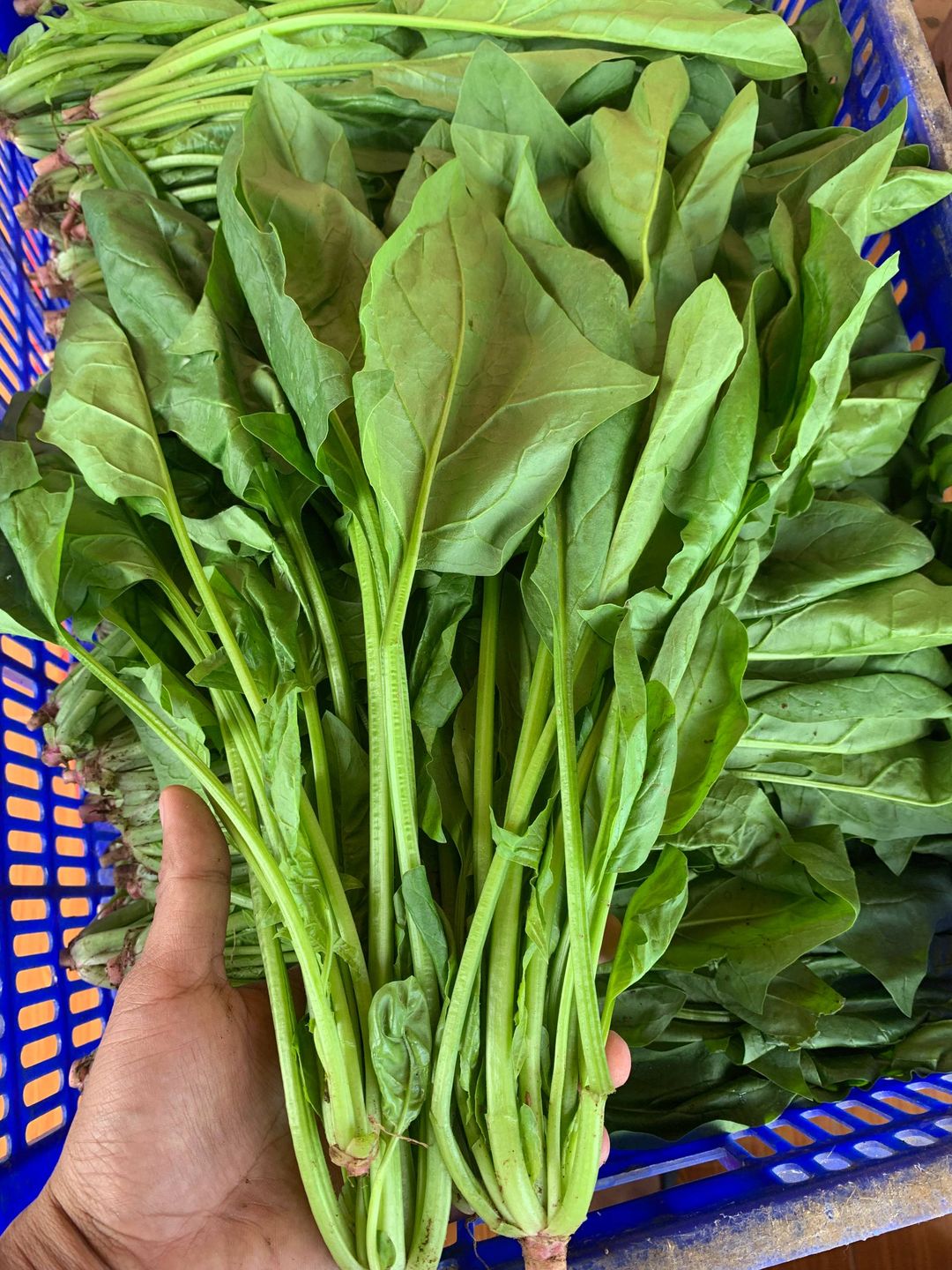 Horenzo (1kg)