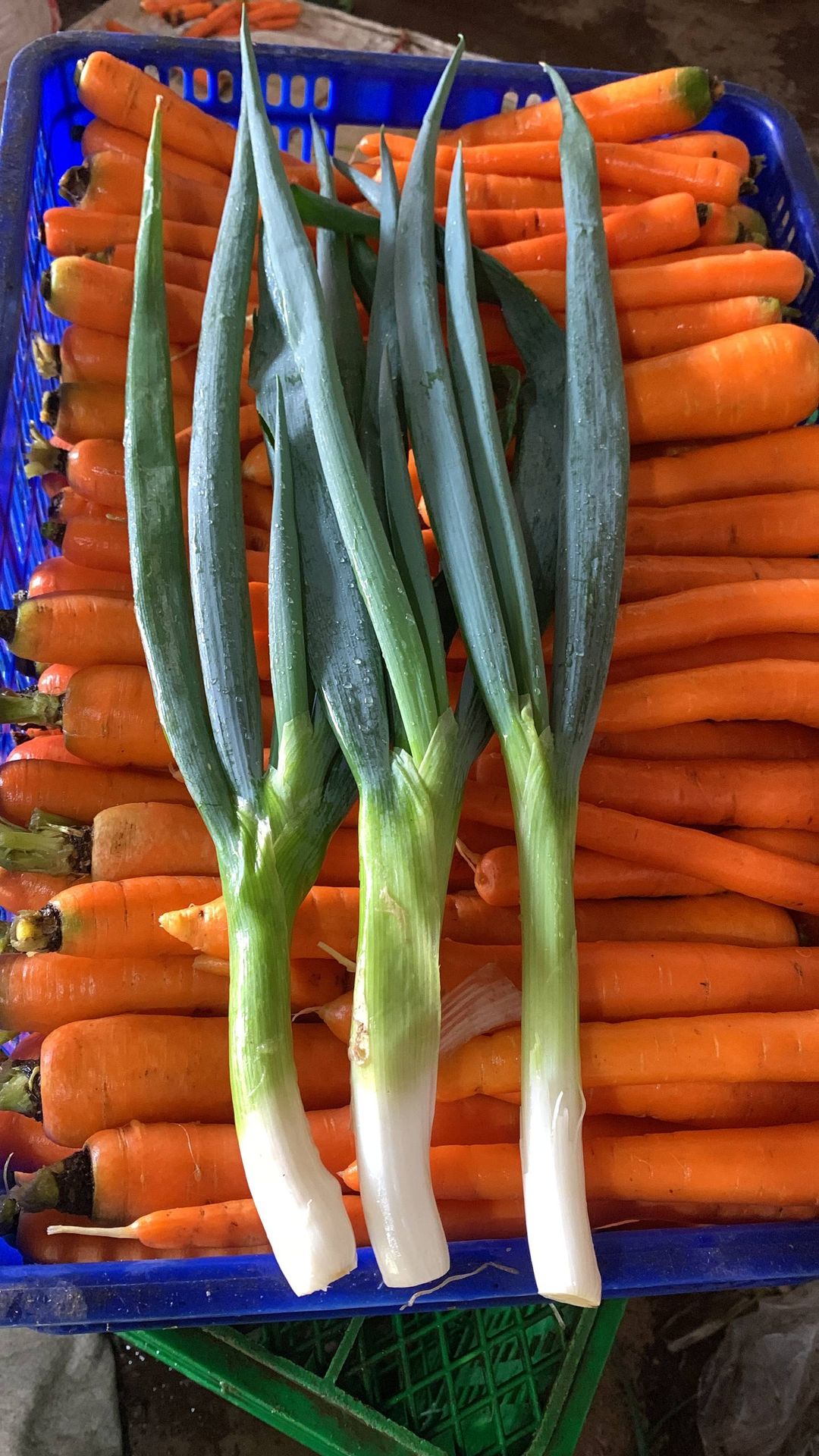 D. Bawang Tanpa Akar (1kg)