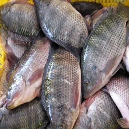 500 Kg de poisson carpe locale
