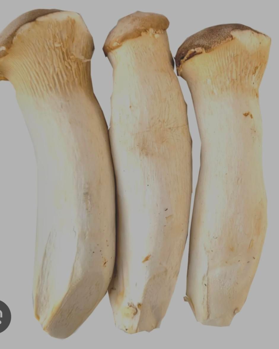 Xtra large King Oyster Mushroom