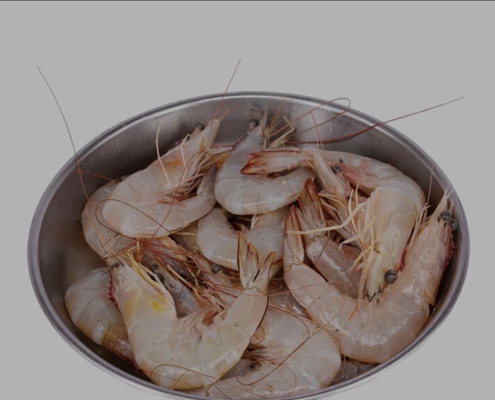 Fresh white prawn 31/40