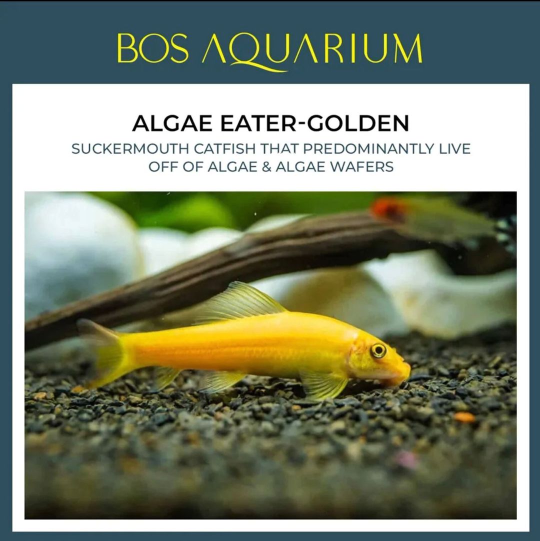 Algae Eater Golden