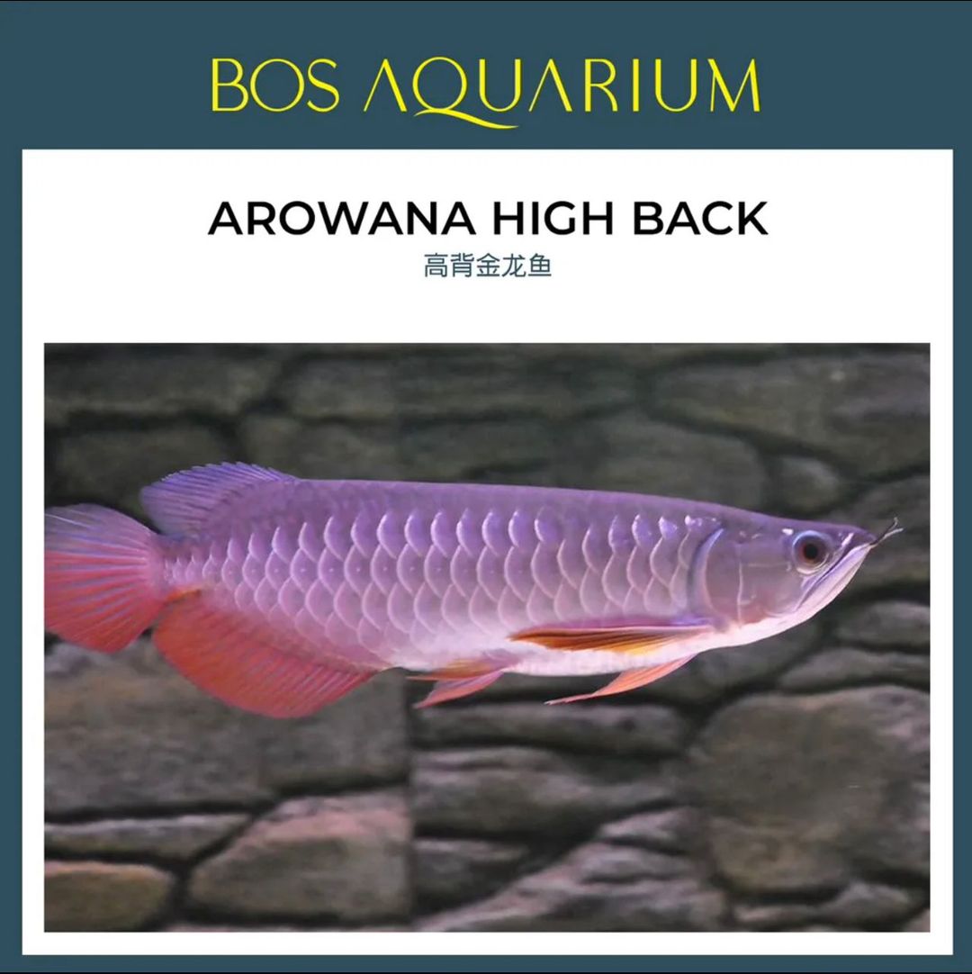 Arowana High Back