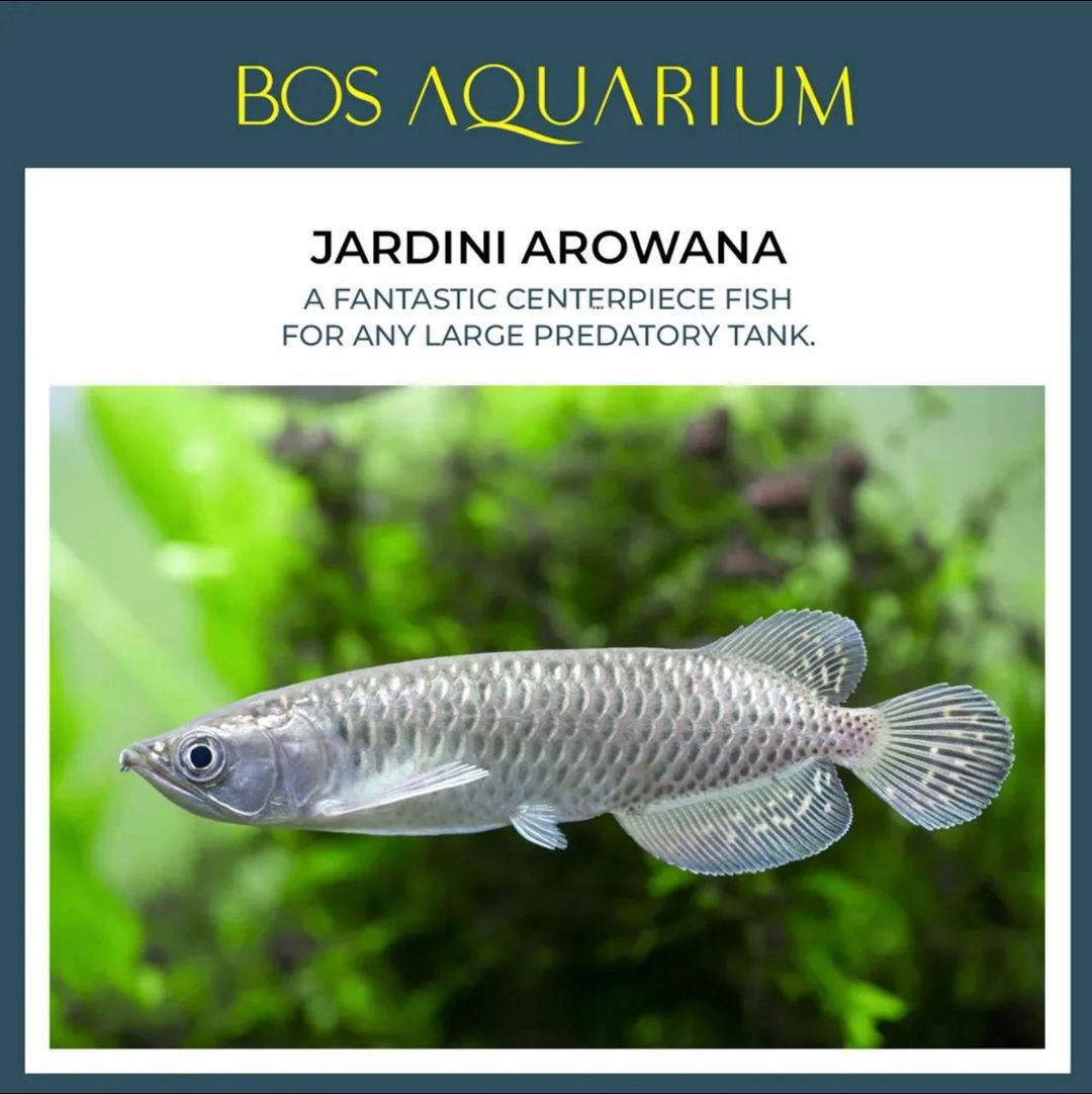 Arowana Jadini