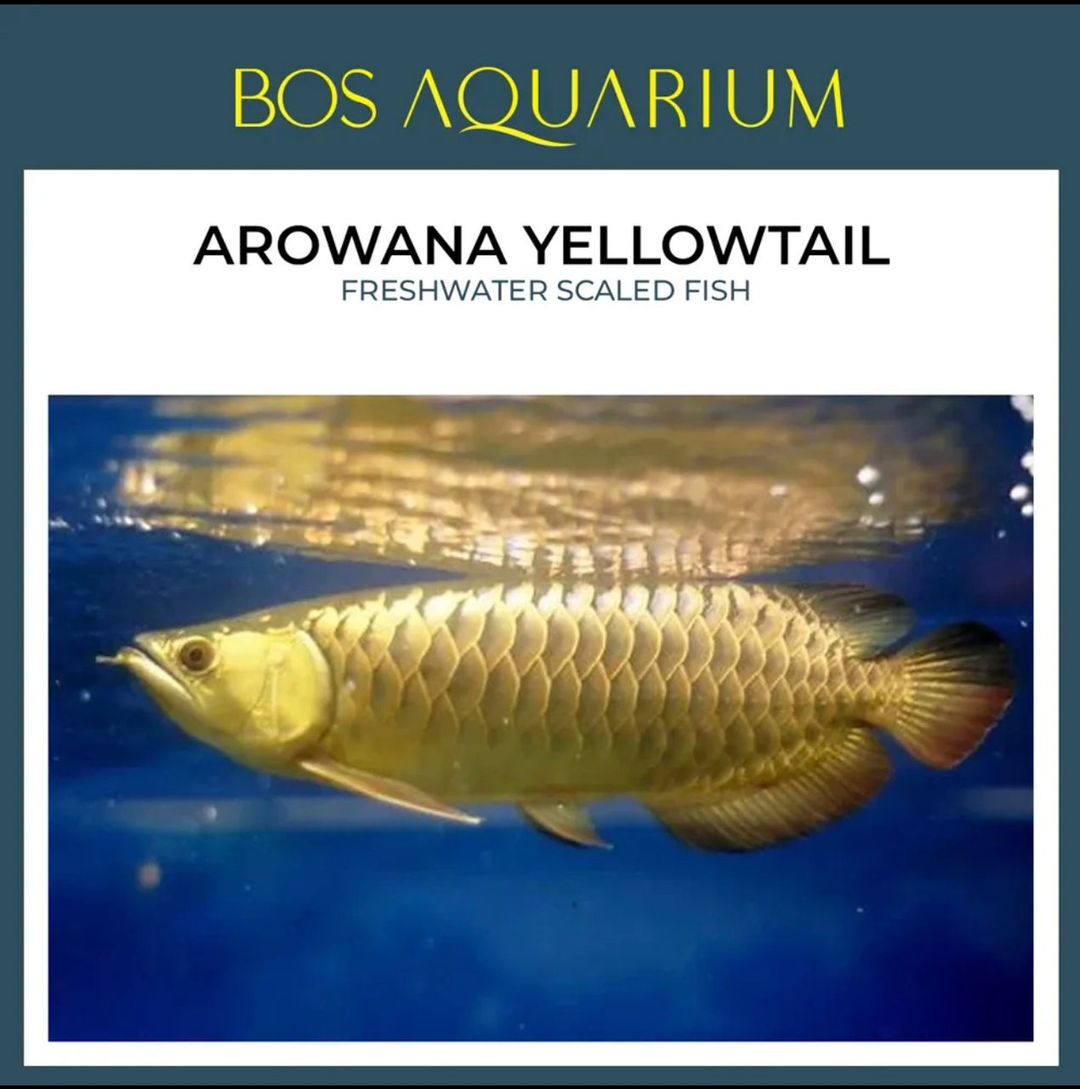 Arowana YellowTail