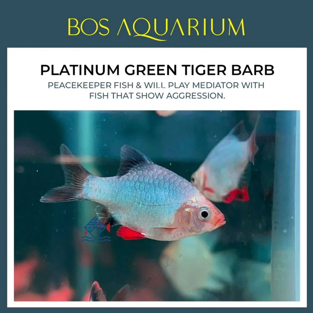 Tiger Barb - Platinum Green