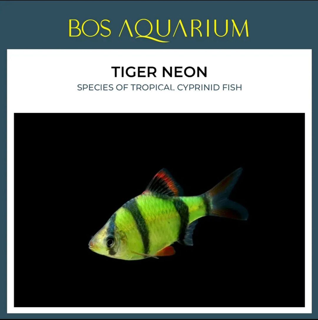 Tiger Barb - Neon Green
