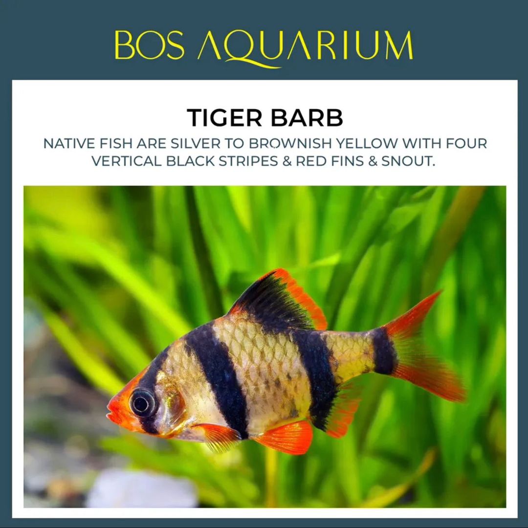 Tiger Barb (Normal)