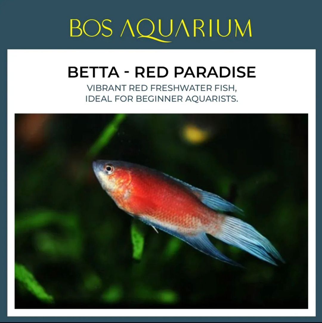 Betta - Red Paradise