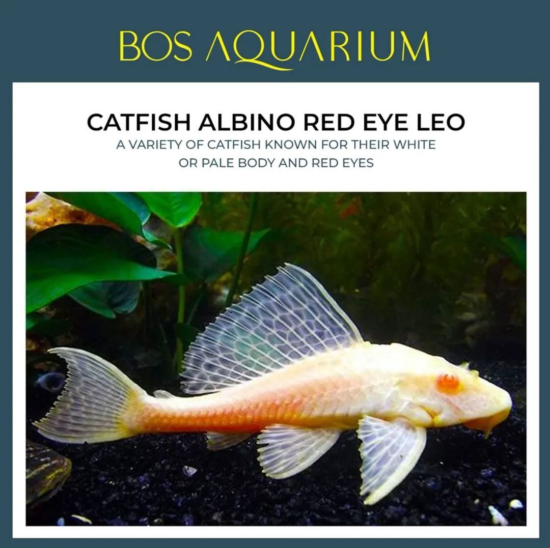 Catfish Albino Red Eye