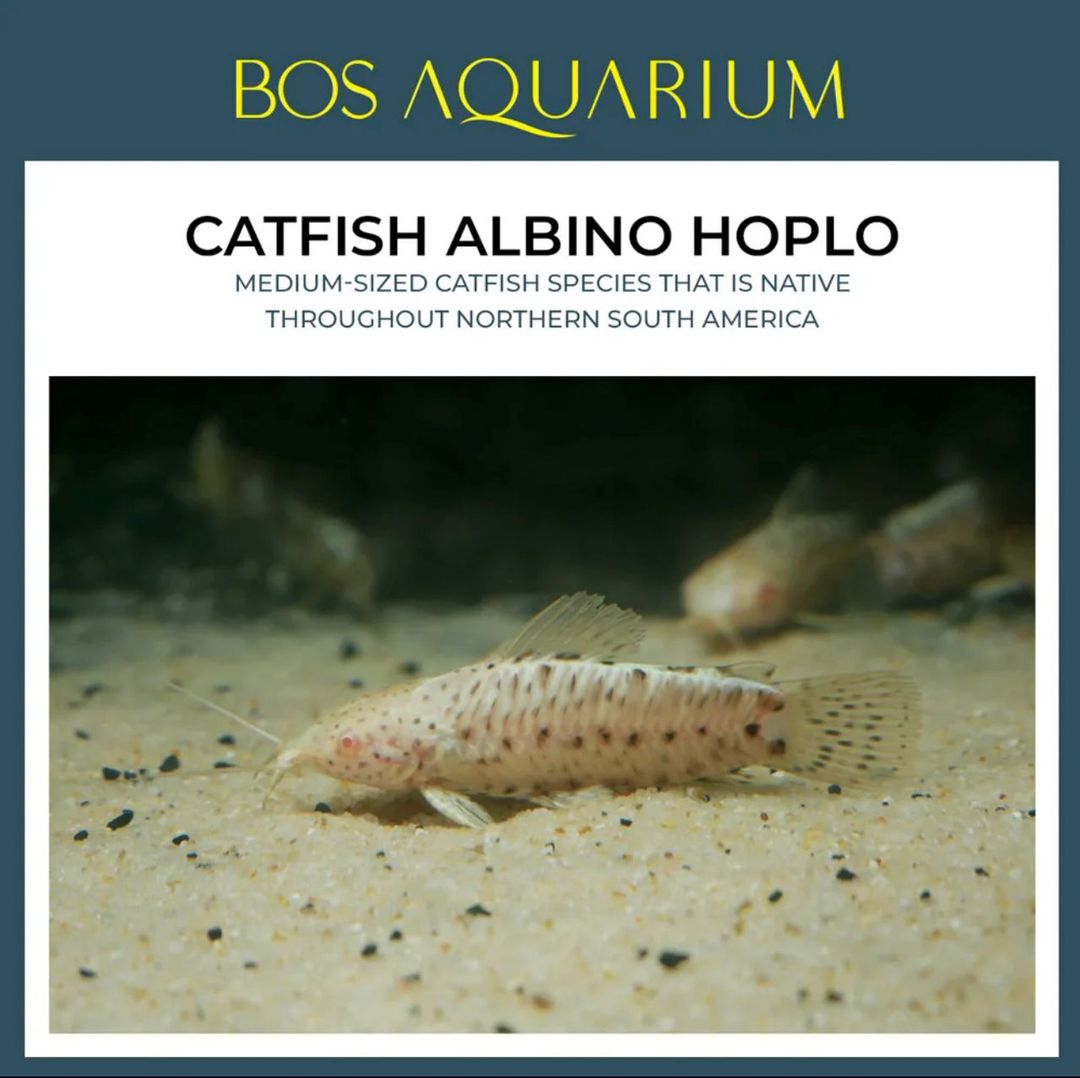 Catfish Albino Hoplo