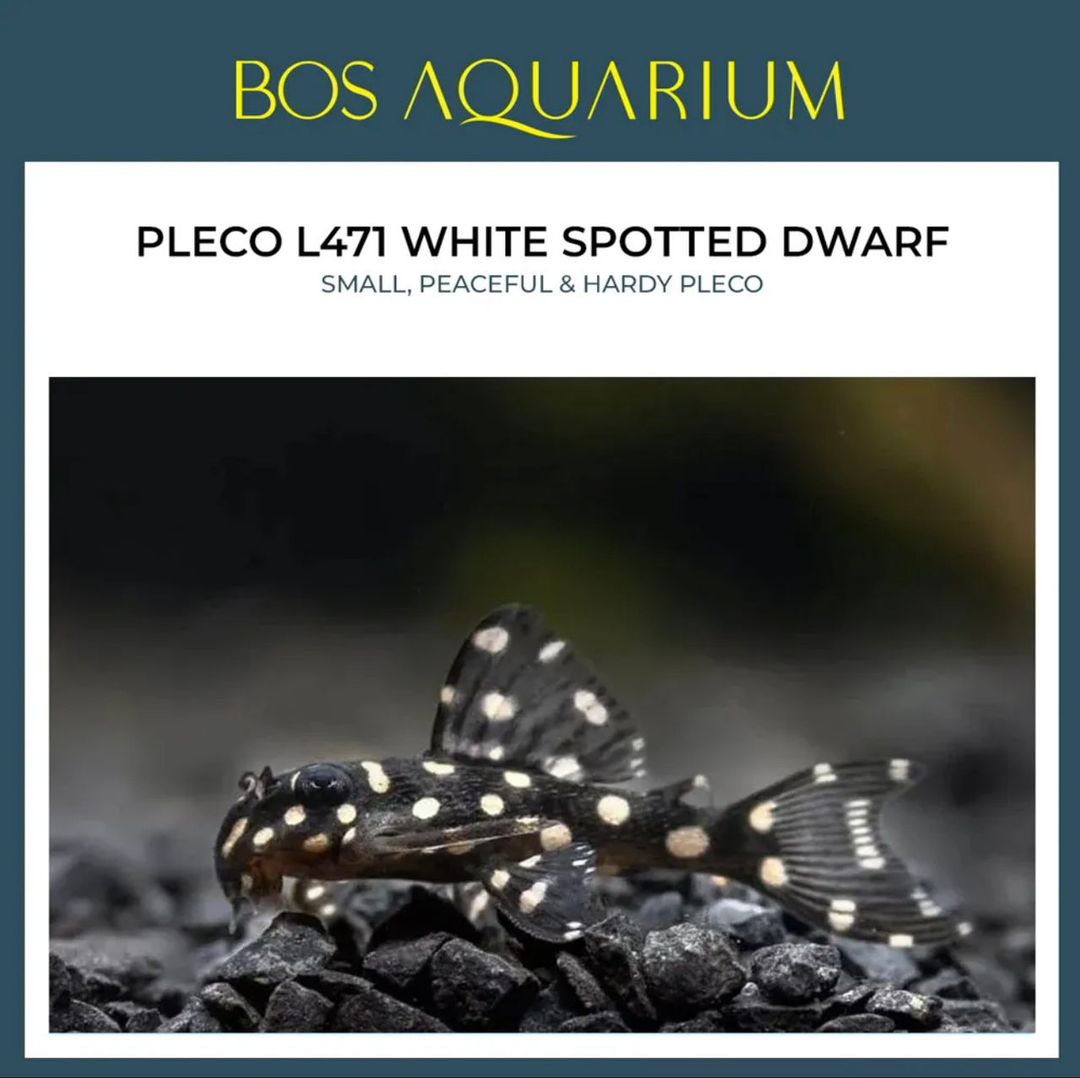 Pleco White Spotted Dwarf