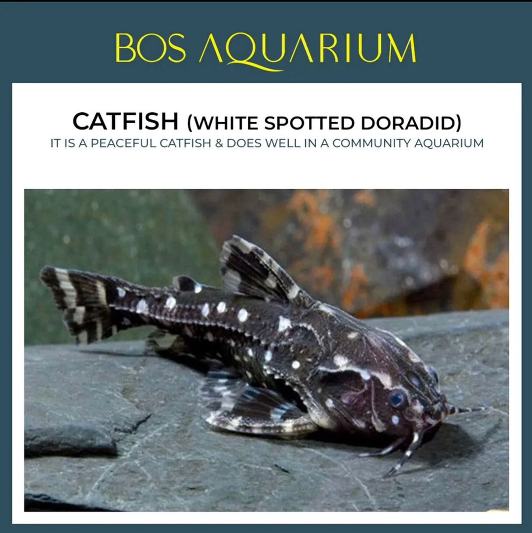 Catfish White Spotted Doradid
