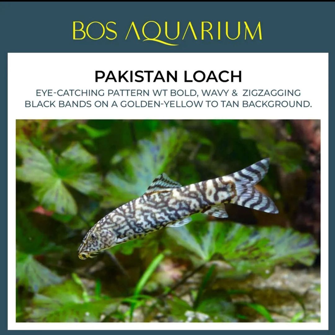 Pakistan Loach