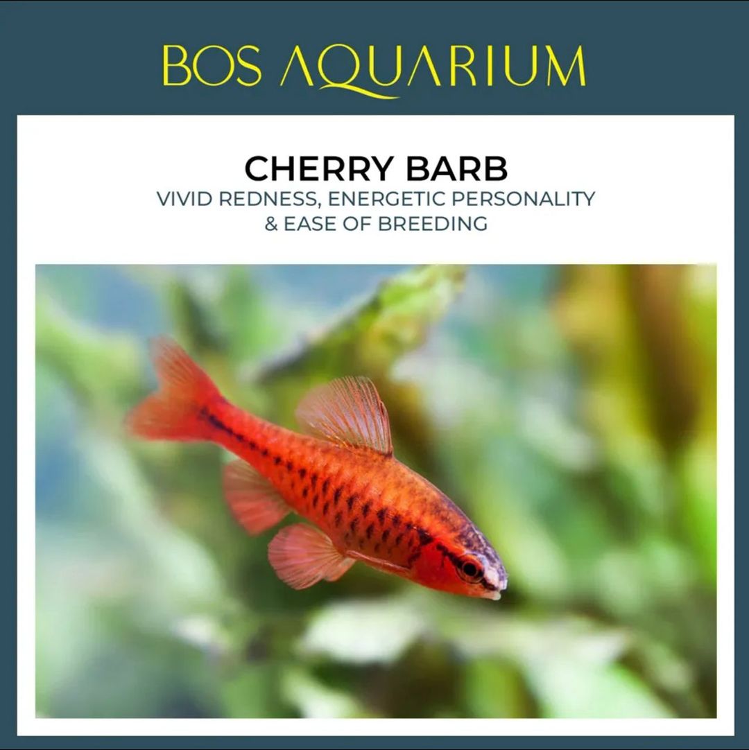 Barb Cherry