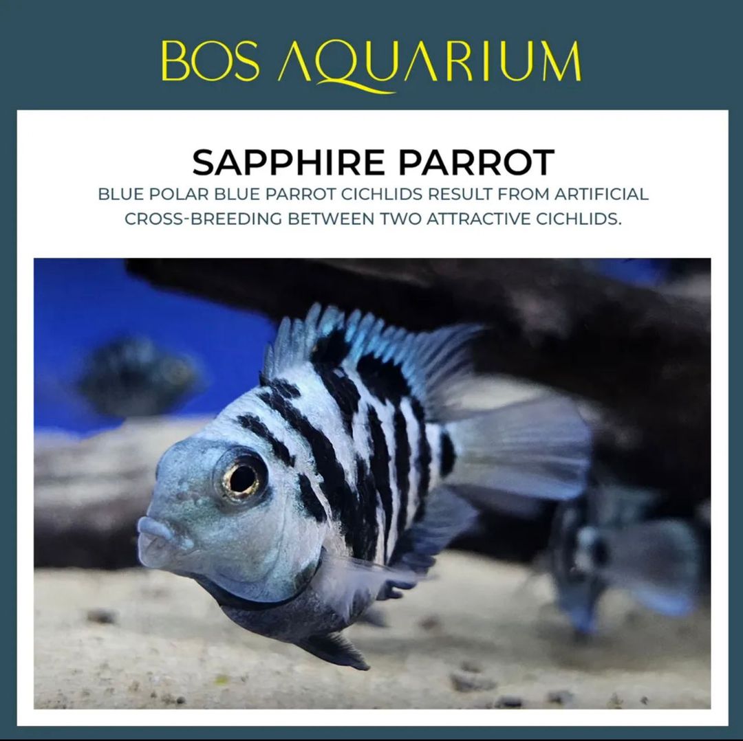 Cichlid - Sapphire Parrot