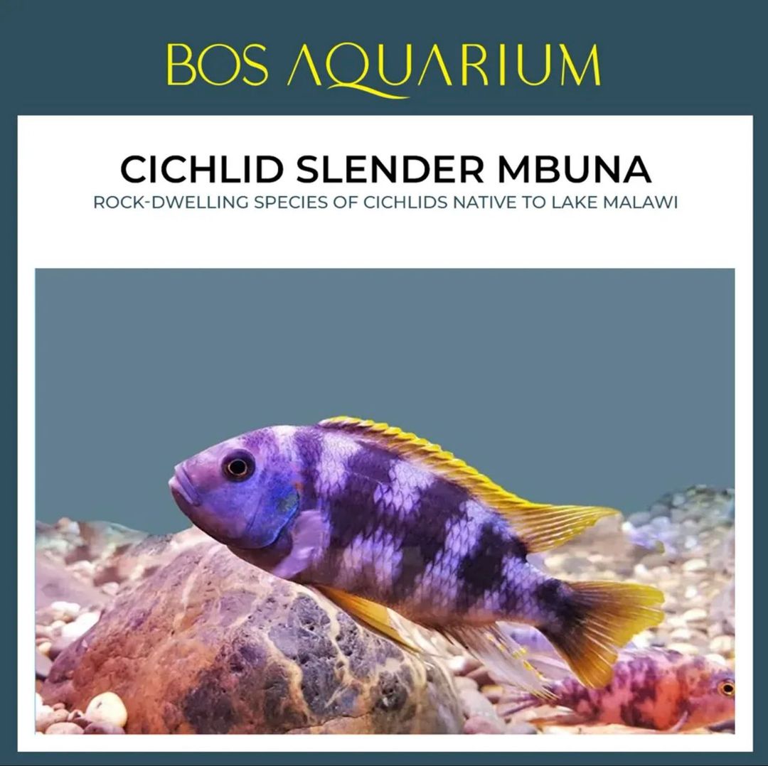 Cichlid - Slender Mbuna