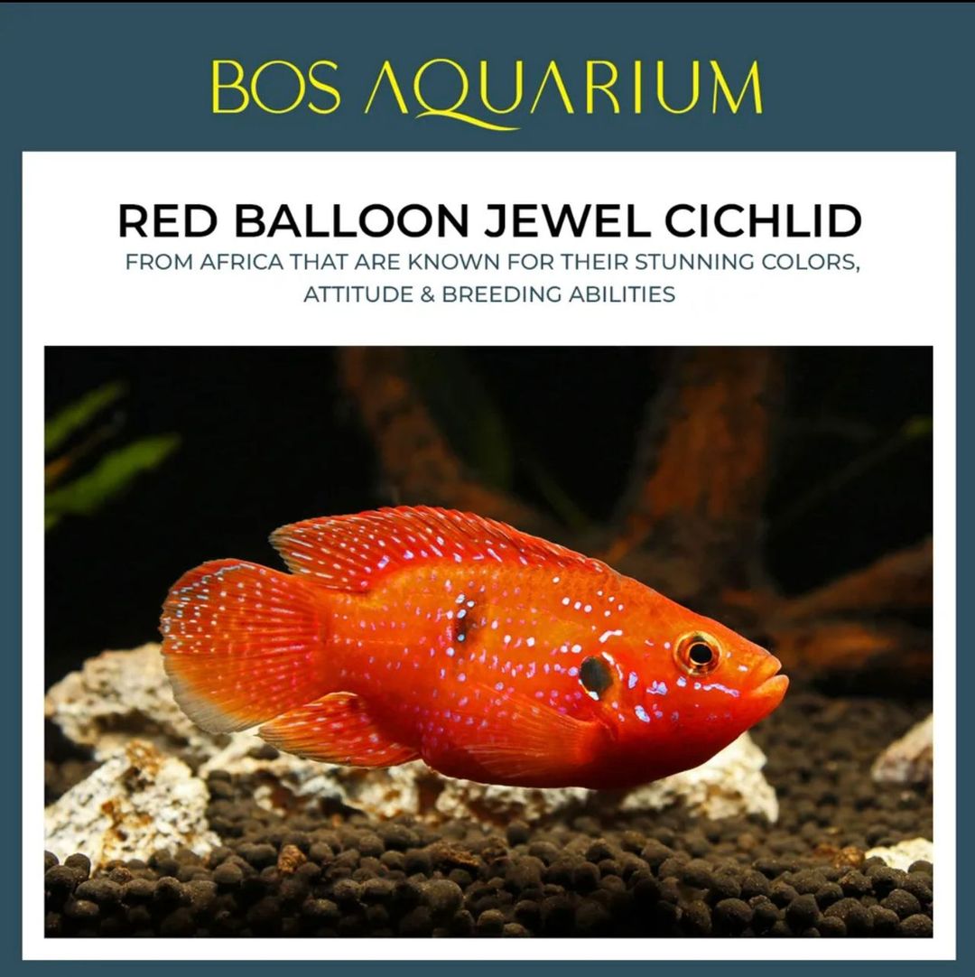 Cichlid - Red Balloon Jewel