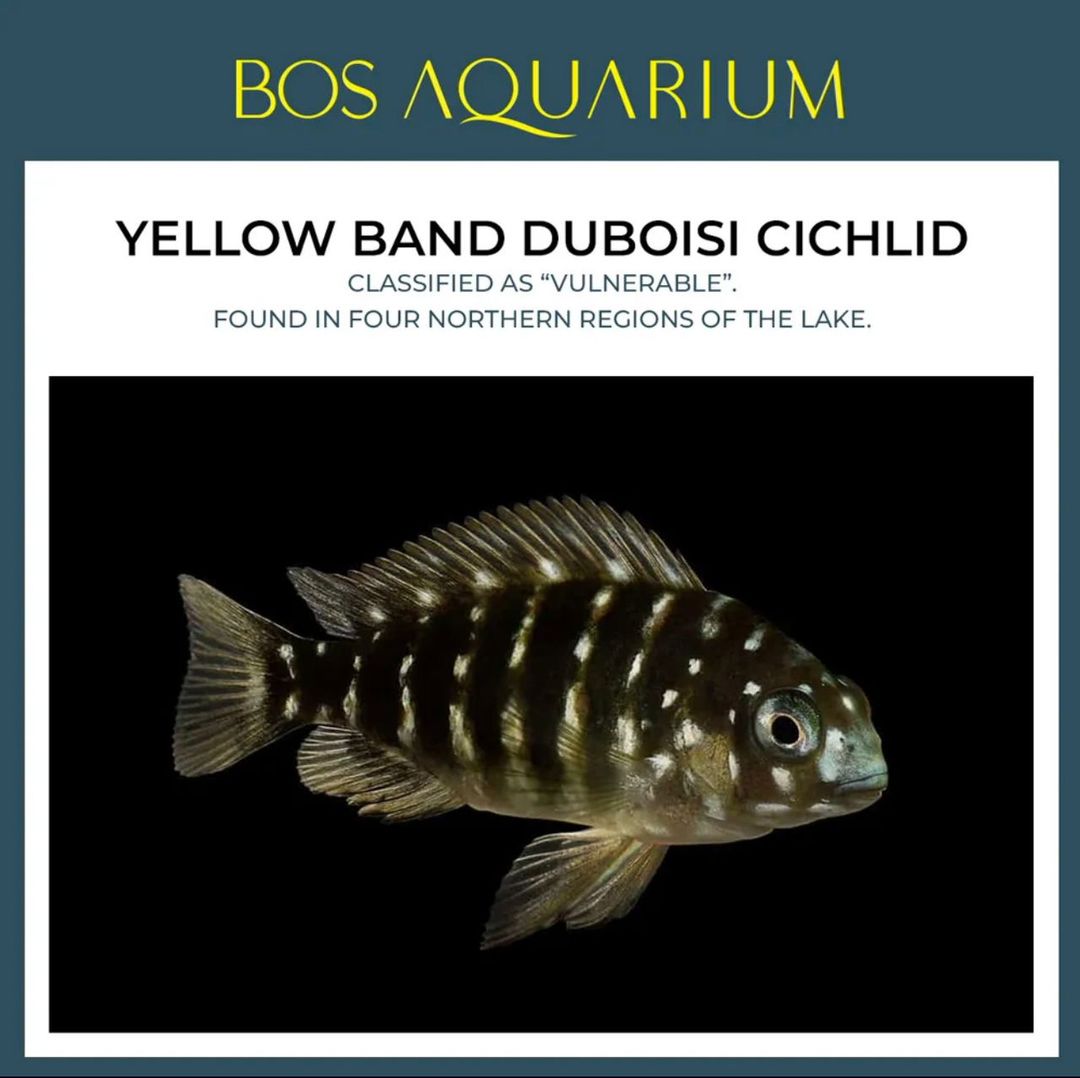 Cichlid - Yellow Band Duboisi