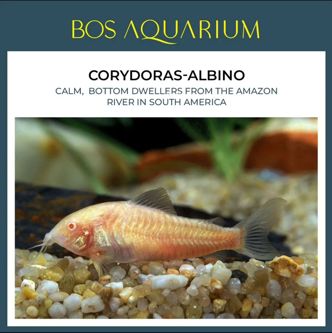 Corydoras - Albino