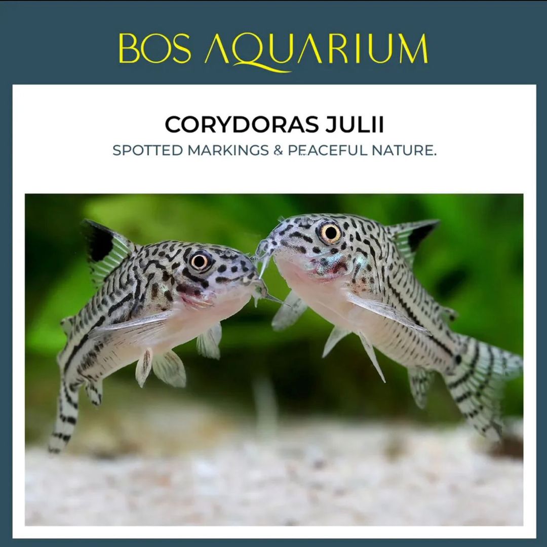 Corydoras - Julii
