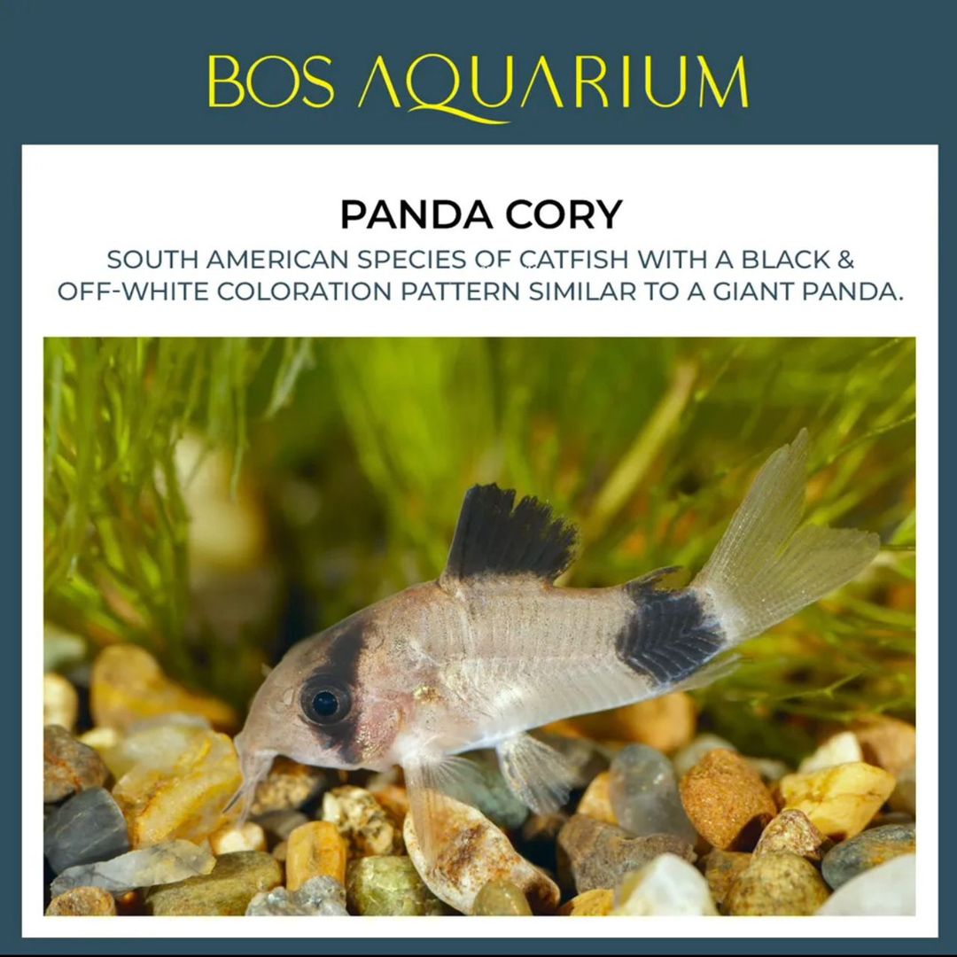 Corydoras - Panda