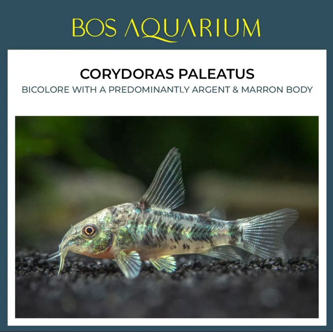 Corydoras - Paleatus